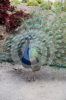 Peacock Feathers