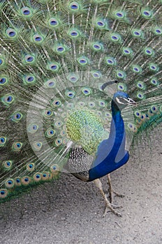 Peacock Feathers