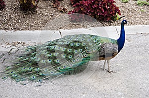 Peacock Feathers