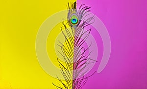 peacock feathers art,peacocks tail,written text space,peacock feathers on pink background,peacock tail on yellow background,pink