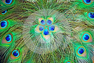peacock feathers for background