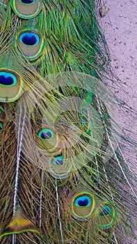peacock feathers,  beautiful plumes