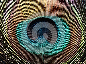 Peacock feathers in close up