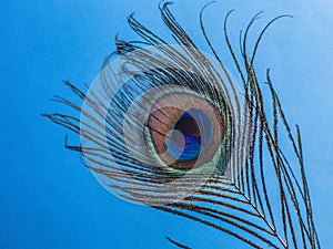 Peacock feathers in close up