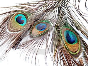 Peacock feathers close up isolated on a white background.