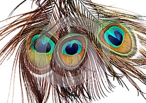 Peacock feathers close up isolated on a white background.