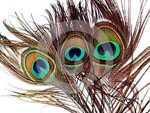 Peacock feathers close up isolated on a white background.