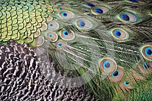 Peacock Feathers Closeup
