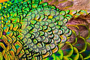 Peacock feathers is colorfully.
