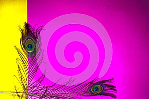 peacock feathers copy space,pink background,yellow background,two peacock tail,with empty place for your text, written text space,