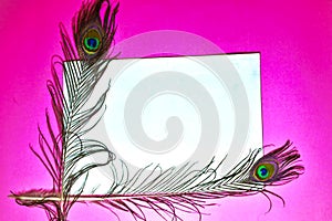 peacock feathers copy space,text written copy space,pink background,white background on peacock tail,copy space,pink background