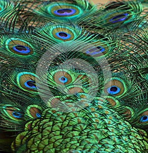 Peacock feathers detail 1