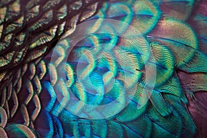 Peacock feathers detail