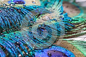 Peacock feathers