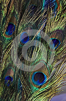 peacock feathers with green and blue reflections symbol of vanity