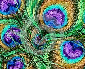 Peacock feathers illustration