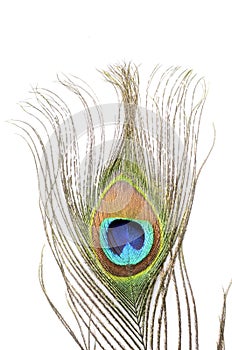 Peacock feathers macro
