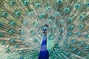 Peacock with feathers open photo