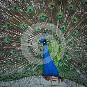 peacock feathers on the open tail