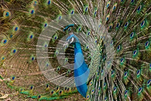 Peacock feathers out