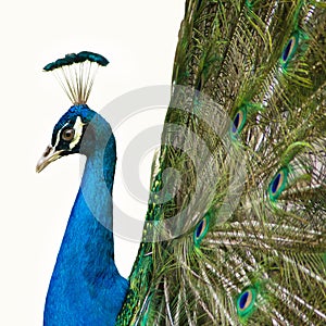 Peacock feathers out