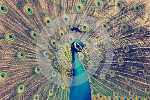 Peacock with feathers out