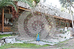 Peacock feathers out