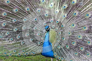 Peacock feathers out