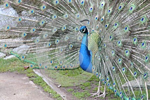 Peacock feathers out