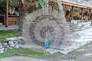 Peacock feathers out