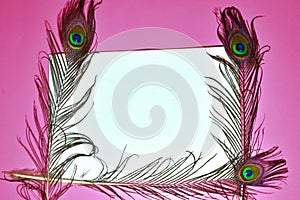 peacock feathers,peacock tail on pink background,pink background on tail, copy space,written text space,birds tail on pink