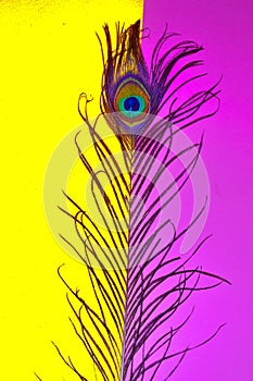 peacock feathers,peacocks,pink background,yellow background tail,mix background,written text space,text space ,written text