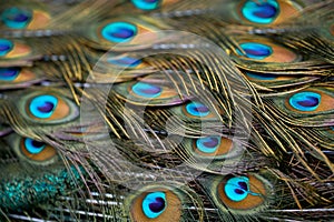 the peacock feathers are spread out in this photo, there is plenty of blue eyes