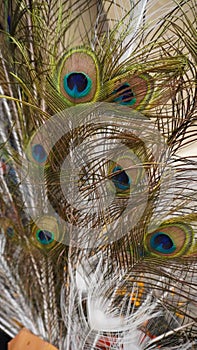 Peacock feathers, texture background pattern