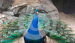 Peacock with Feathers Trailing