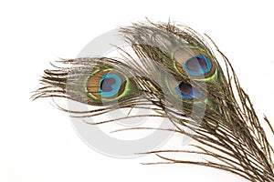 Peacock Feathers on a White Background