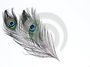 Peacock feathers on white background