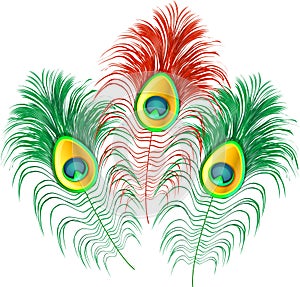 Peacock feathers on white background.