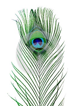 Peacock feathers on white background