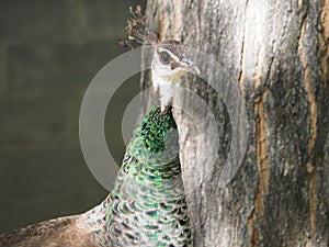 Peacock female with tree in background, Lerida, Spain