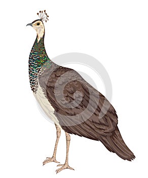 Peacock female on white background. photo