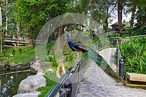 Peacock on the fence of the bridge. Malaysia