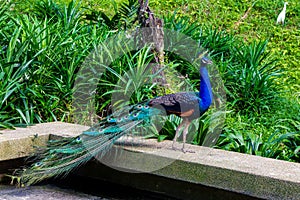 Peacock on the fence of a stone bridge. Malaysia