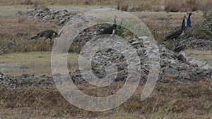 Peacock in a field