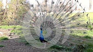 Peacock flaring in a park