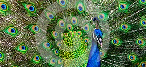 Peacock Flashes its Amazing Colors