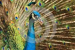 A Peacock flaunting its feathers