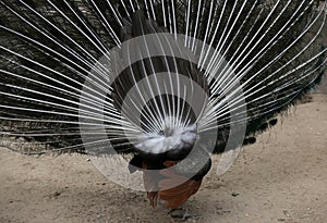 A peacock flaunting its tail