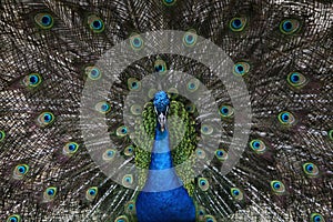 A peacock flaunting its tail