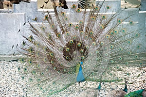 Peacock flaunting its tail